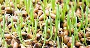 تاثیر پودر جوانه گندم در چاقی صورت