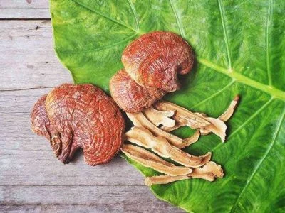درمان بیماری پیسی با قهوه گانودرما