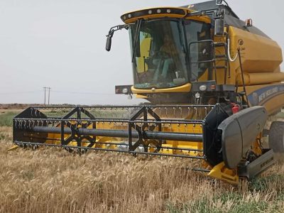 پیش بینی می شود امسال 15 میلیون تن گندم در کشور تولید شود - خبرگزاری گزارشگر آی تی | اخبار ایران و جهان
