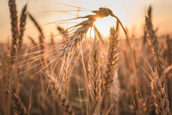 مطالبات گندم‌کاران لرستانی تا پایان شهریور پرداخت می‌شود - خبرگزاری گزارشگر آی تی | اخبار ایران و جهان