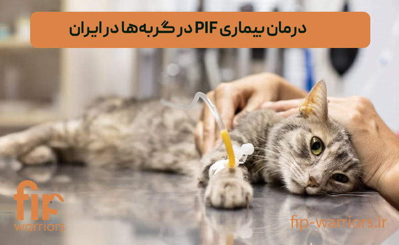 بیماری بیماری FIP در گربههای خانگی: آیا درمان قطعی برای آن در ایران وجود دارد؟