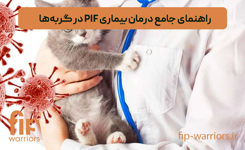 بیماری بیماری FIP در گربههای خانگی: آیا درمان قطعی برای آن در ایران وجود دارد؟