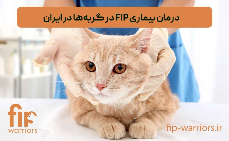 بیماری FIP در گربه‌های خانگی: آیا درمان قطعی برای آن در ایران وجود دارد؟