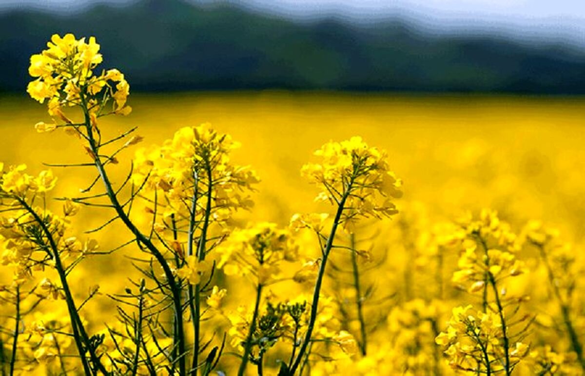 خودکفایی کالاهای اساسی با حرف محقق نمی‌شود - خبرگزاری گزارشگر آی تی | اخبار ایران و جهان