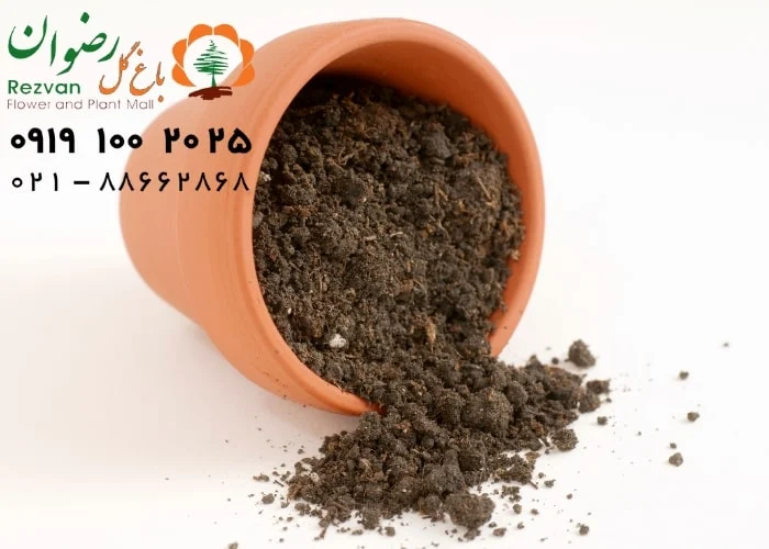 معجزه ی تفاله قهوه بر روی گل های آپارتمانی