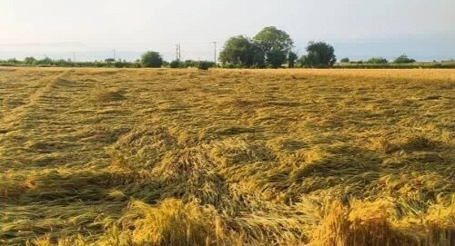 افغانستان سفرهای که کشاورز مهاجر افغانستانی در ایران پهن کرده است!